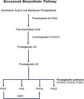 Eicosanoid Biosynthesis in Male Reproductive Development: Effects of Perinatal Exposure to NSAIDs and Analgesic Drugs